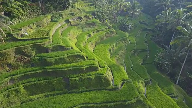 天线:美丽的梯级水稻梯田位于淹水的山坡上，长满了棕榈树视频素材