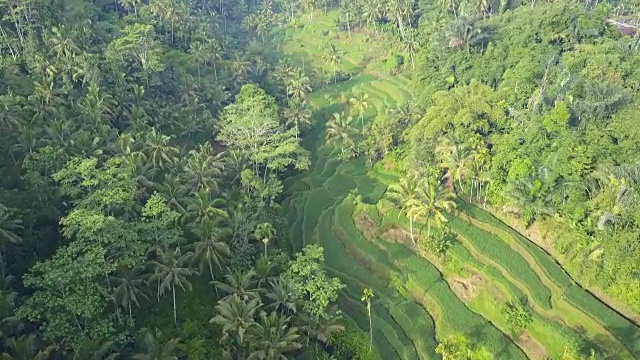 AERIAL:郁郁葱葱的Tegalalang水稻梯田，茂密的棕榈树和金合欢雨林视频素材