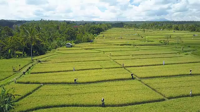 天线:在美丽的稻田里的稻草人在农业有机农场视频素材