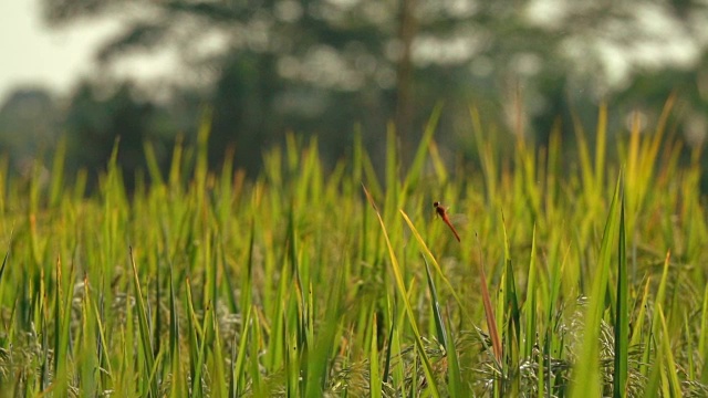 近距离拍摄，DOF:蜻蜓从绿色的叶子上起飞，茂盛的水稻植物在自然界视频素材