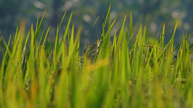 DOF:美丽的成熟的稻谷细节在惊人的稻田在自然界视频素材