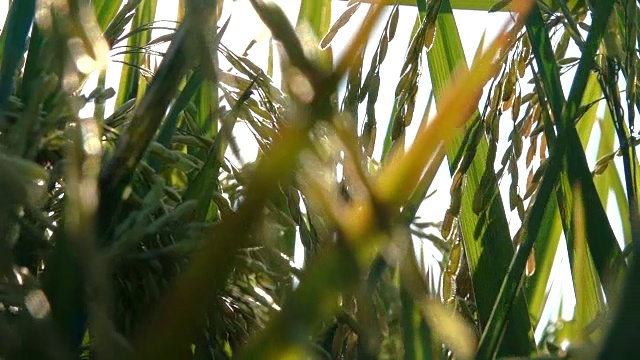 微距特写:水稻种子和成熟作物在水稻植株穗上的细节视频素材