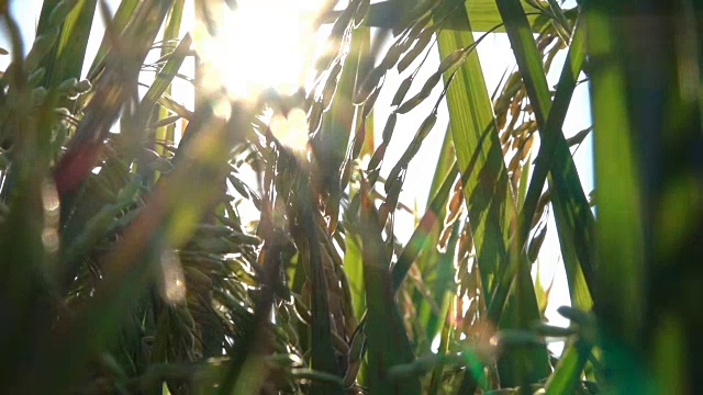 近距离观察:在水稻种植上的成熟水稻作物的细节视频素材