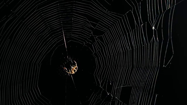 蜘蛛纺织网视频素材