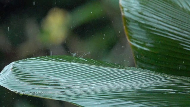 慢镜头:雨点在香蕉棕榈树的叶子上飞溅视频素材