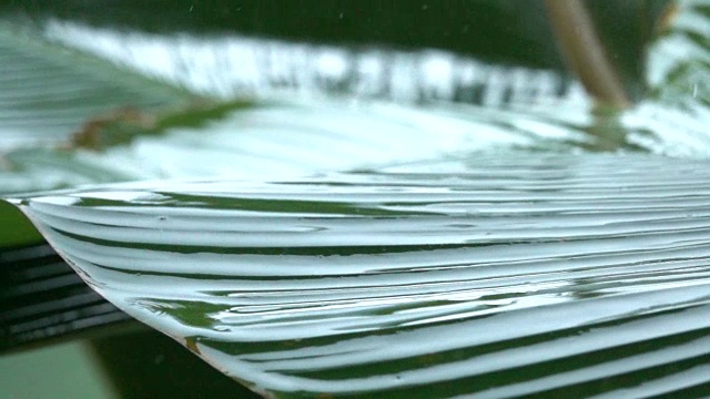 慢镜头:夏日暴雨中，雨滴冲刷着香蕉棕榈树的叶子视频素材