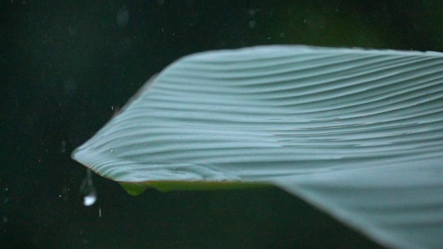 MACRO:大雨落在茂盛的绿色棕榈树叶上并溅起水花的细节视频素材