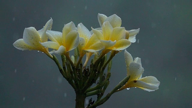 雨滴落在巴厘岛花园夹竹桃花上的微距特写细节视频素材