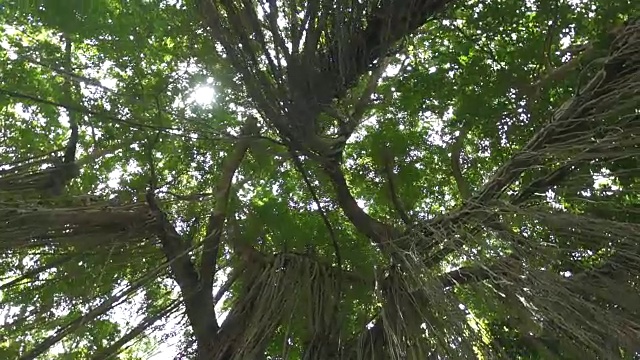 丛林藤蔓低垂在古树上，绿树成荫视频素材