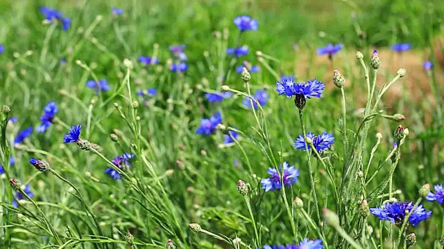 阳光明媚的夏日田野上开着矢车菊视频素材