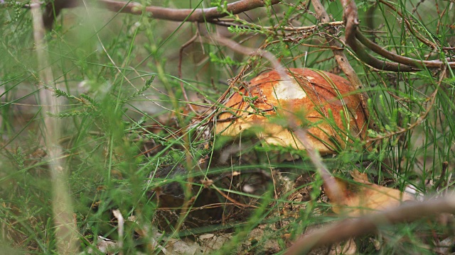 绿色森林里的野生蘑菇视频素材