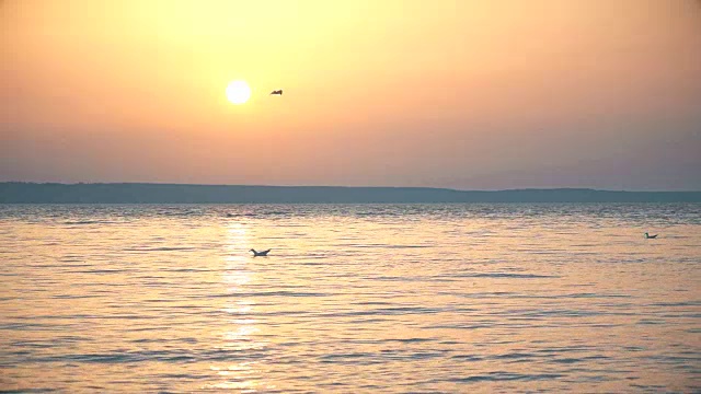 黄昏，海鸥在水面上慢镜头地飞翔视频素材