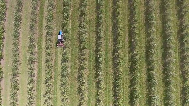 苹果树花园，俯视图，四轴飞行器的视频视频下载