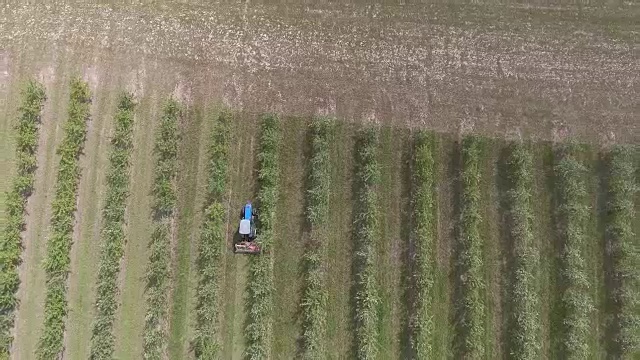 苹果树花园，俯视图，四轴飞行器的视频视频下载