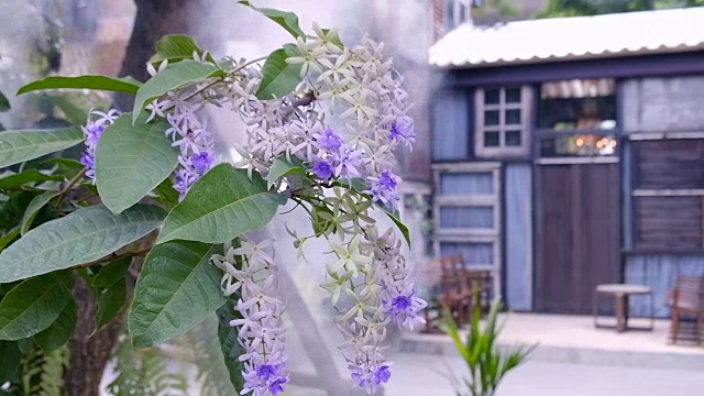 花园里的花视频素材