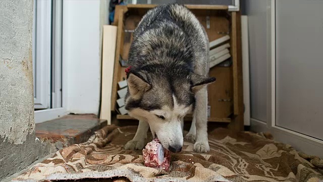 西伯利亚哈士奇吃肉。视频素材