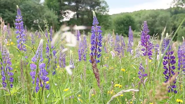 美丽的花与羽扇豆地视频素材