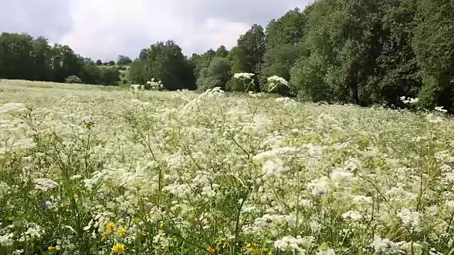 美丽的白花田视频素材