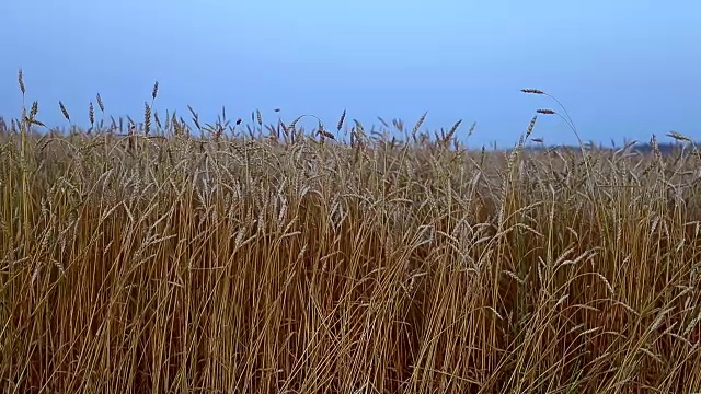 金色的成熟小麦小穗在蓝天背景上的特写。平移。美丽的乡村风景。田野里成熟的金黄色黑麦。是时候收获收获了。视频素材