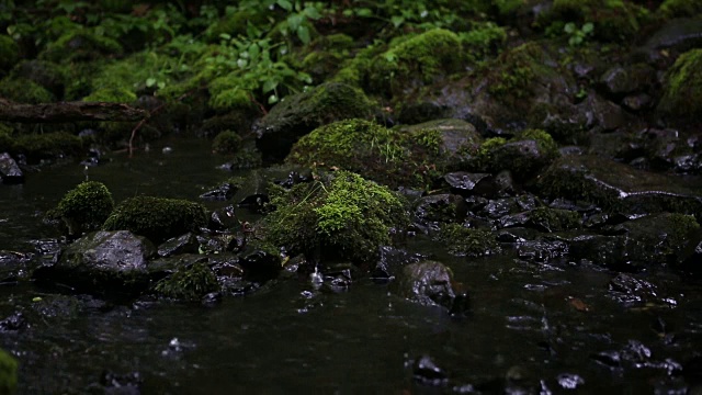 美丽的小溪在雨中铺满了青苔视频素材