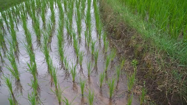 淘金:云雨映淡水，欢腾梯田视频素材