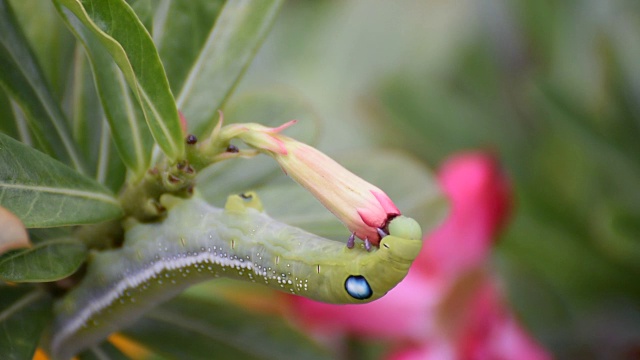 蛾幼虫或毛虫吃假杜鹃花视频素材