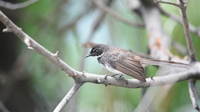 树上的鸟(花衣扇尾捕蝇鸟)视频素材