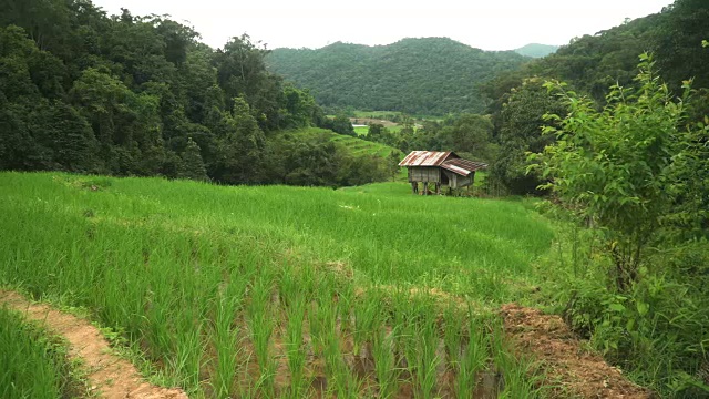 淘金:山坡梯田下小茅屋视频素材