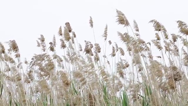 芦苇在风中轻轻移动。芦苇和蓝天的自然背景视频素材