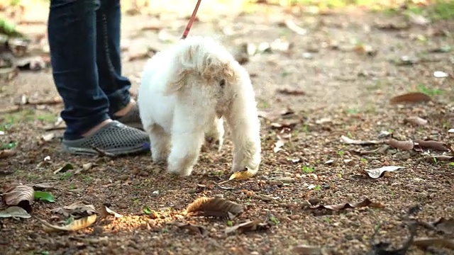 非常大，非常毛茸茸，忠实善良的服务犬视频素材