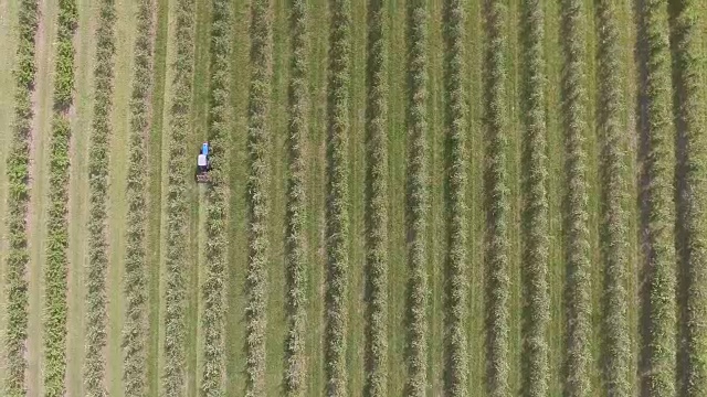 苹果树花园，俯视图，四轴飞行器的视频视频下载