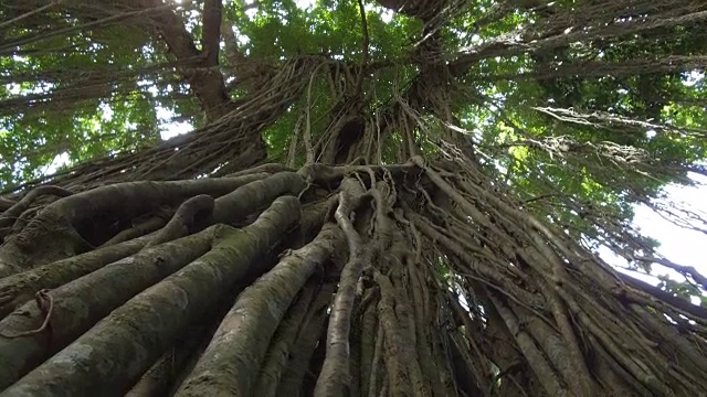 低角度视角:木质藤蔓悬挂在丛林中的古树的枝条上视频素材