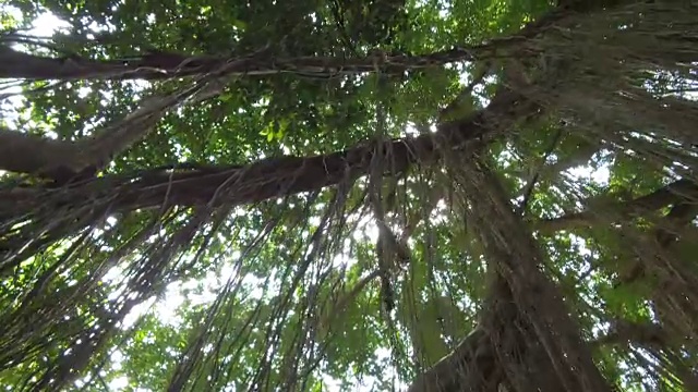 近景:阳光透过茂密的古榕树冠照射在丛林中视频素材