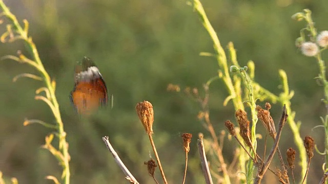 非洲君主(Danaus chrysippus)，以色列视频素材