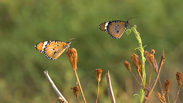 非洲君主(Danaus chrysippus)，以色列视频素材