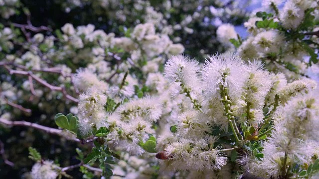 蜜蜂飞视频素材