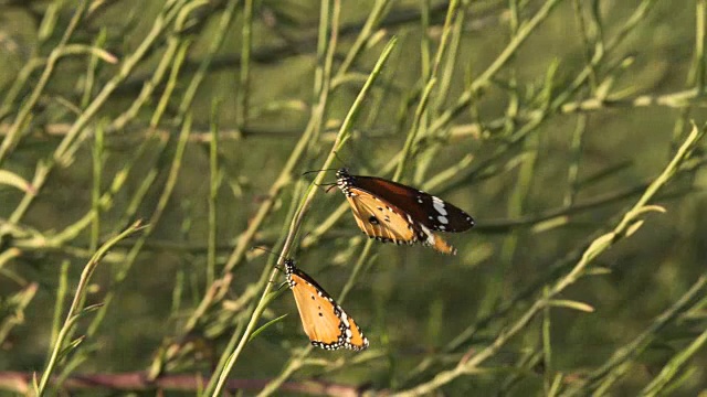 非洲君主(Danaus chrysippus)，以色列视频素材