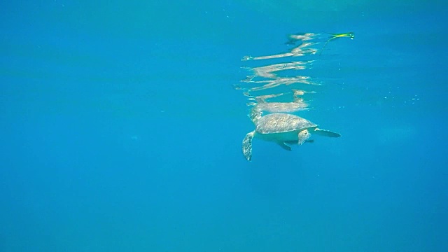 水下海龟视频素材