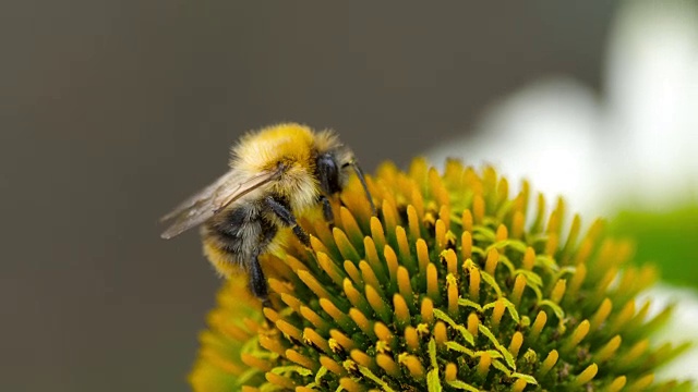 大黄蜂在紫锥花上视频素材