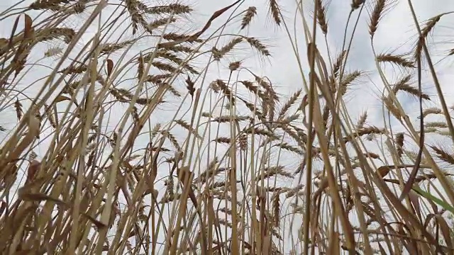 面包和农业的概念。麦田在天空中摇摆。琥珀色的麦粒在风中飘扬。低角度视图小车拍摄视频素材