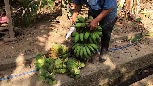 泰国男子切熟生香蕉水果视频素材