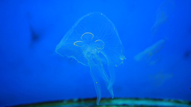 蓝色灯光下美丽的海洋生物。水母漂浮在蓝色的水里。视频素材