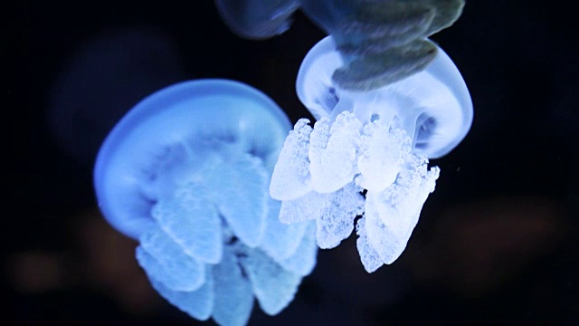 一群荧光水母漂浮在水族馆的水里视频素材