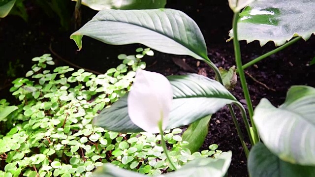 苗圃中的红掌花。植物园白掌花:天南星科红掌。热带植物。花园中生长的一丛白色红掌花。低的自由度。视频素材