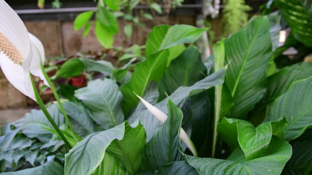 苗圃中的红掌花。植物园白掌花:天南星科红掌。热带植物。花园中生长的一丛白色红掌花。FullHD。视频素材