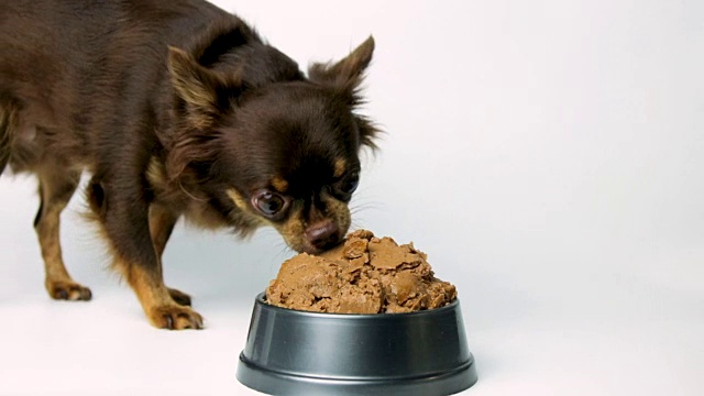 吉娃娃犬在白色背景的碗里散步吃食物。视频素材