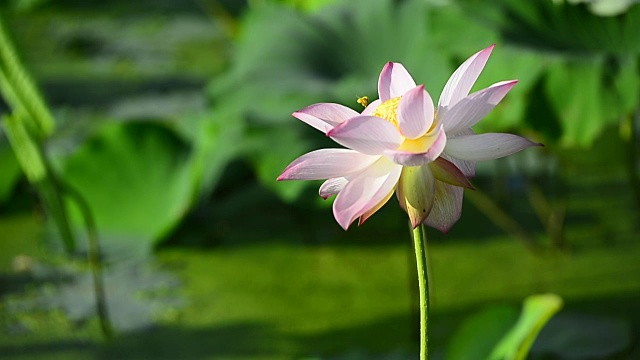 风中荷花和荷叶视频素材