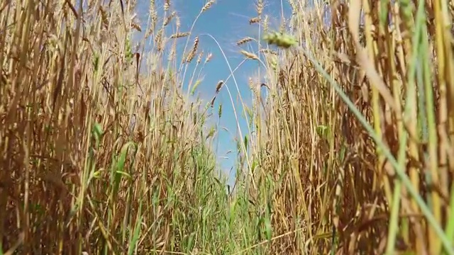 面包和农业的概念。麦田在蓝天的映衬下摇摆。琥珀色的麦粒在风中飘扬。放大。低anlgle视图视频素材