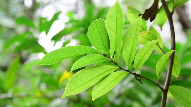 花园里的绿叶在风中飞舞视频下载