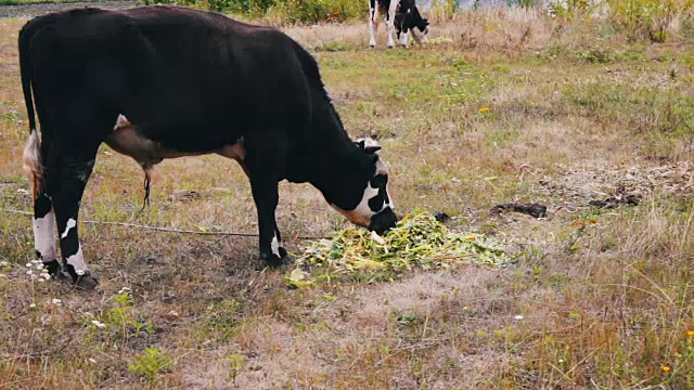 年轻的黑白公牛吃着躺在地上的饲料。公牛在草地上吃草视频素材